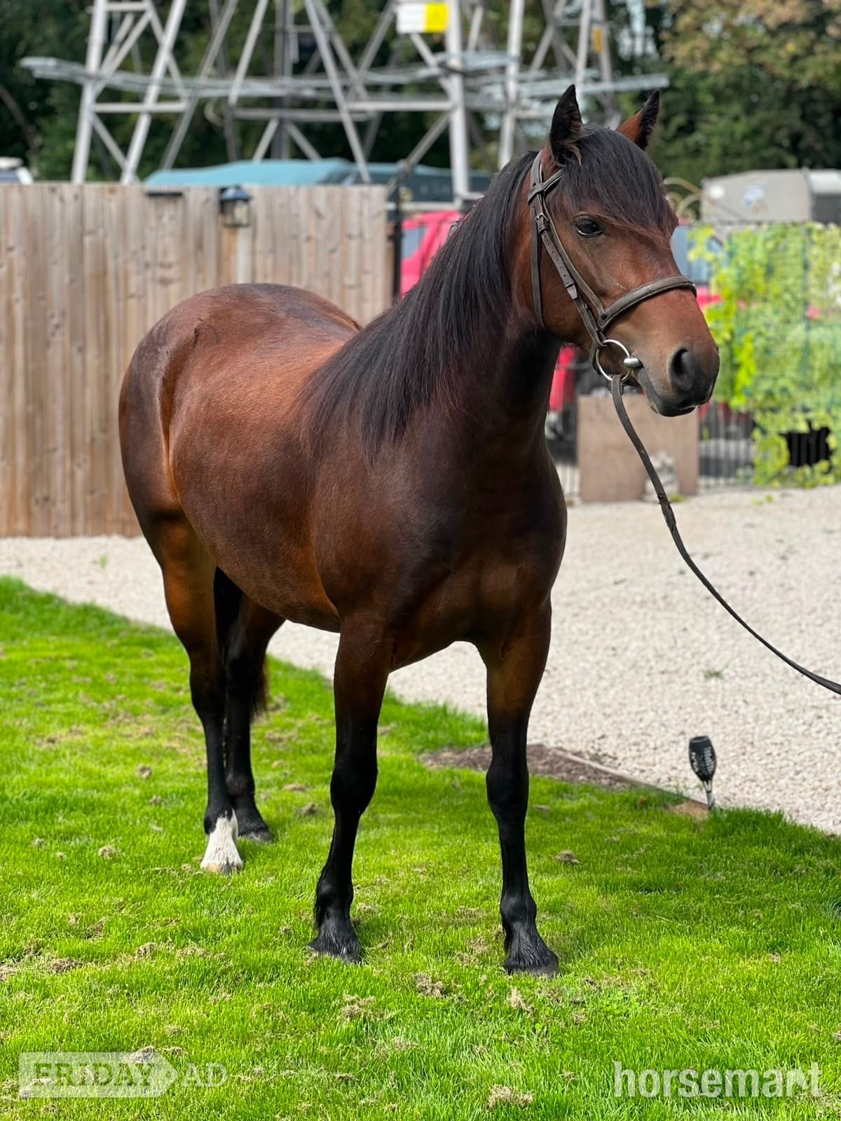 Cannock "Lots" Bay Filly All Rounder
