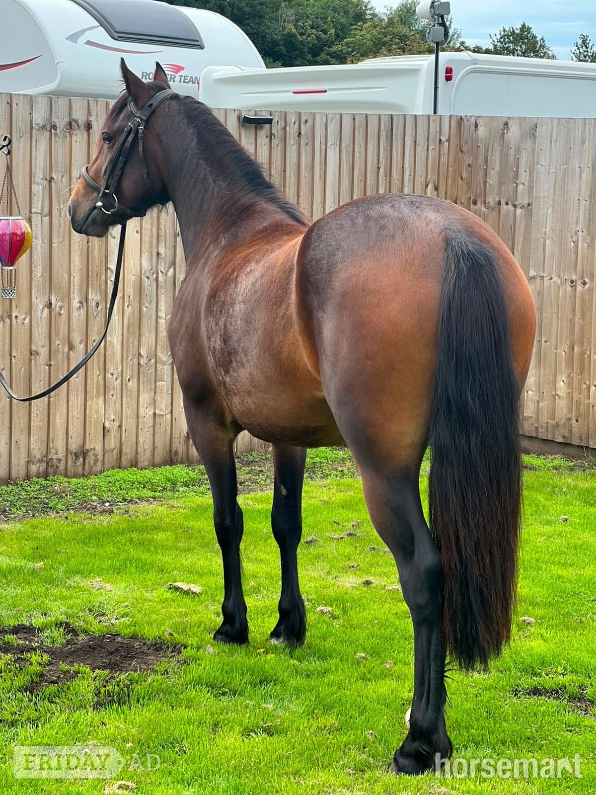 "Lots" Bay Filly All Rounder - Horses in Cannock