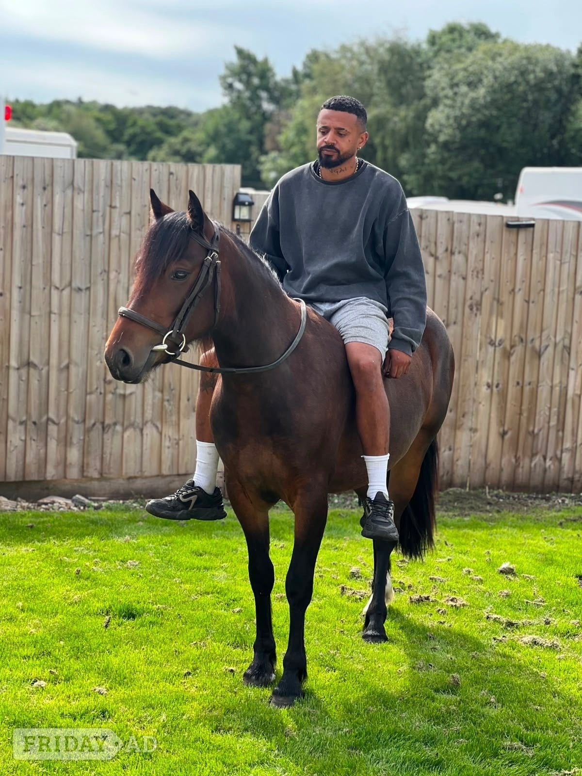 "Lots" Bay Filly All Rounder - Horses