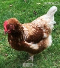 Leatherhead POL Hybrid chickens, variety of breeds/colours