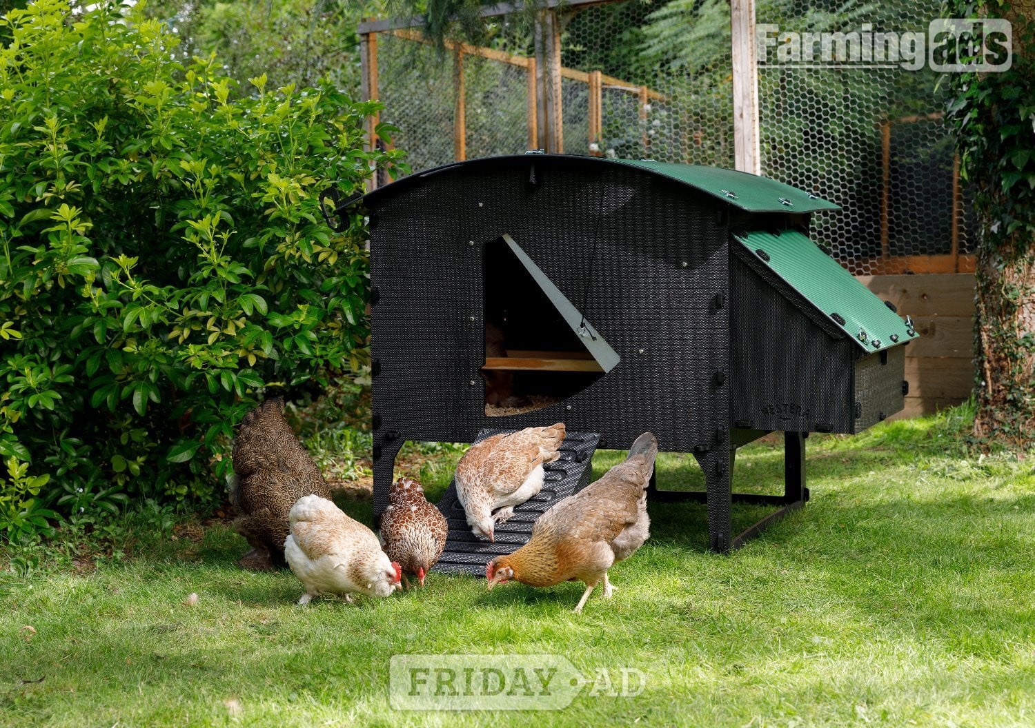 POL Hybrid chickens, variety of breeds/colours - Poultry