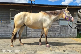 "GTS Gunnachexmeout" Dun Gelding All Rounder