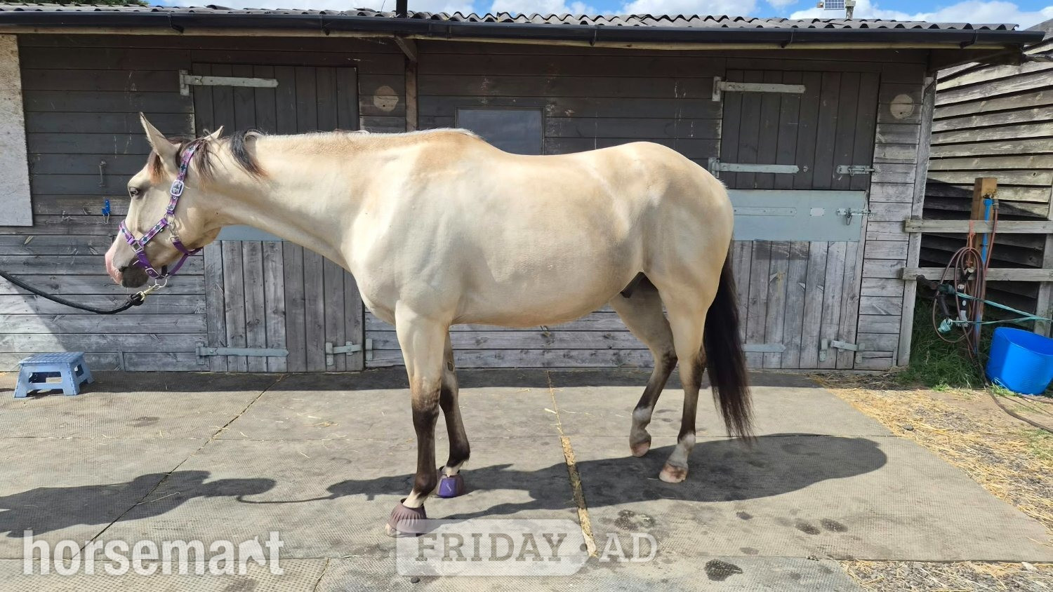 "GTS Gunnachexmeout" Dun Gelding All Rounder