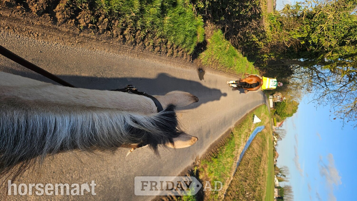 "GTS Gunnachexmeout" Dun Gelding All Rounder - Horses in Wisbech