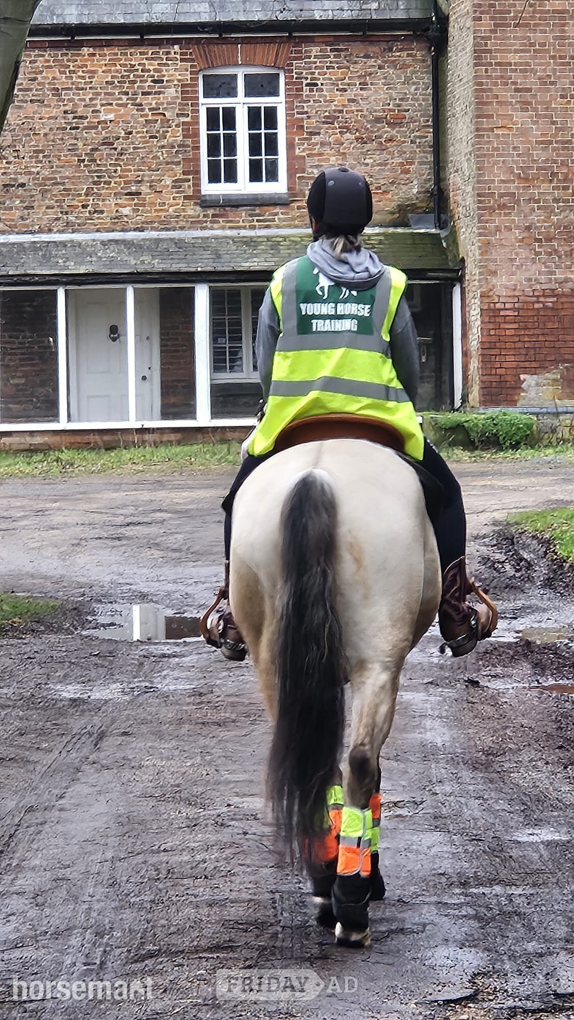 "GTS Gunnachexmeout" Dun Gelding All Rounder - Horses