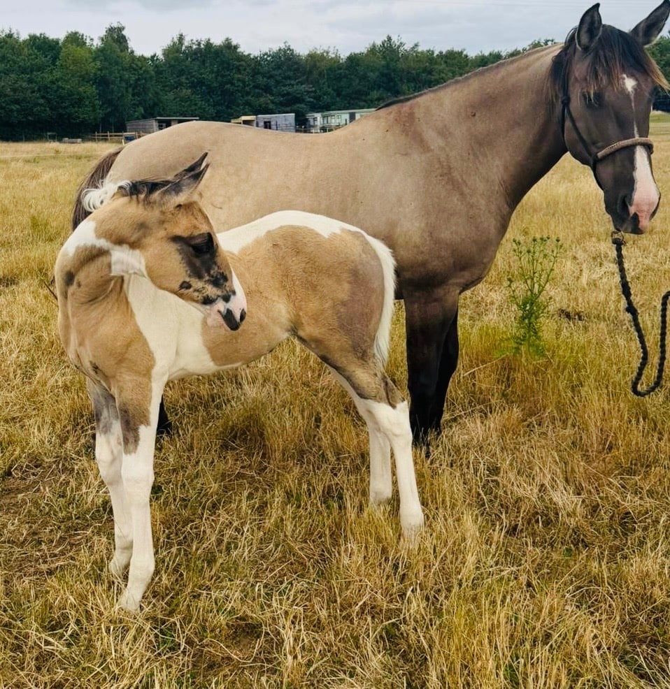 Shrewsbury "Gabriella " Tobiano Filly Youngstock / Foal