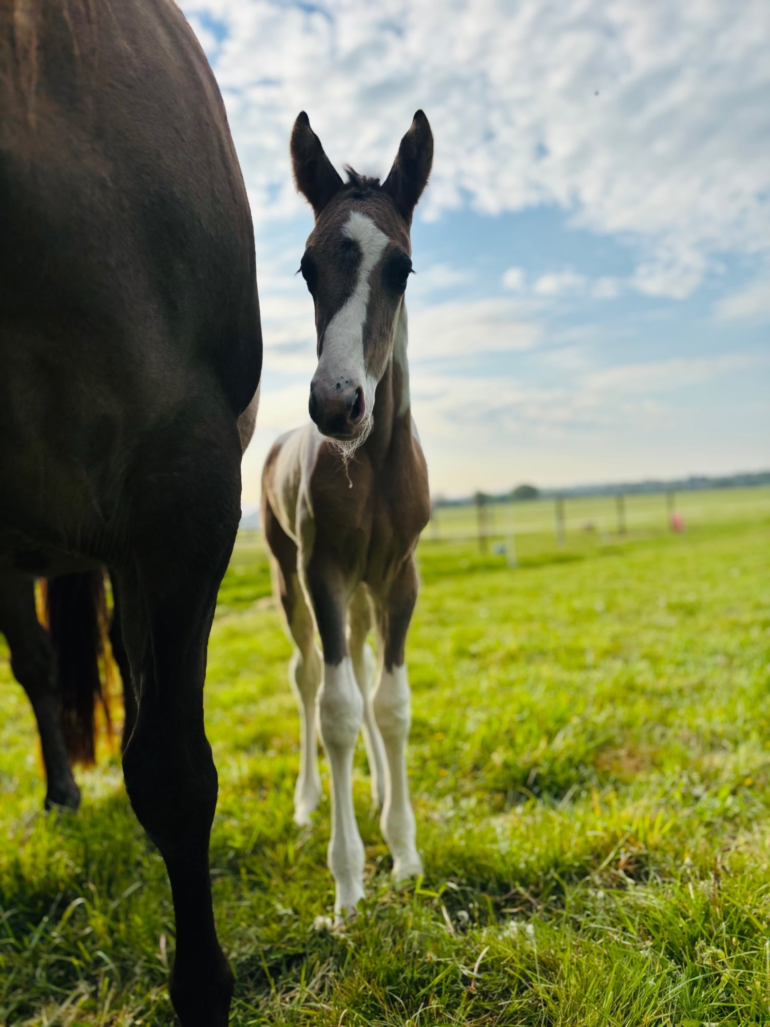 "Gabriella " Tobiano Filly Youngstock / Foal - Horses in Shrewsbury