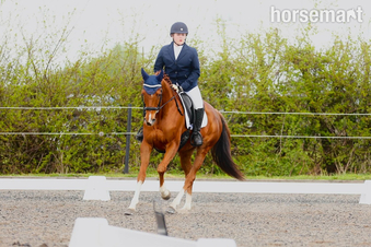"Polly" Chestnut Mare Broodmare