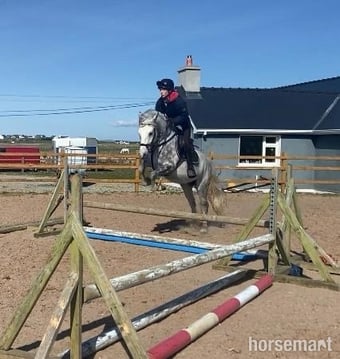 "Faf" Dapple Grey Gelding All Rounder