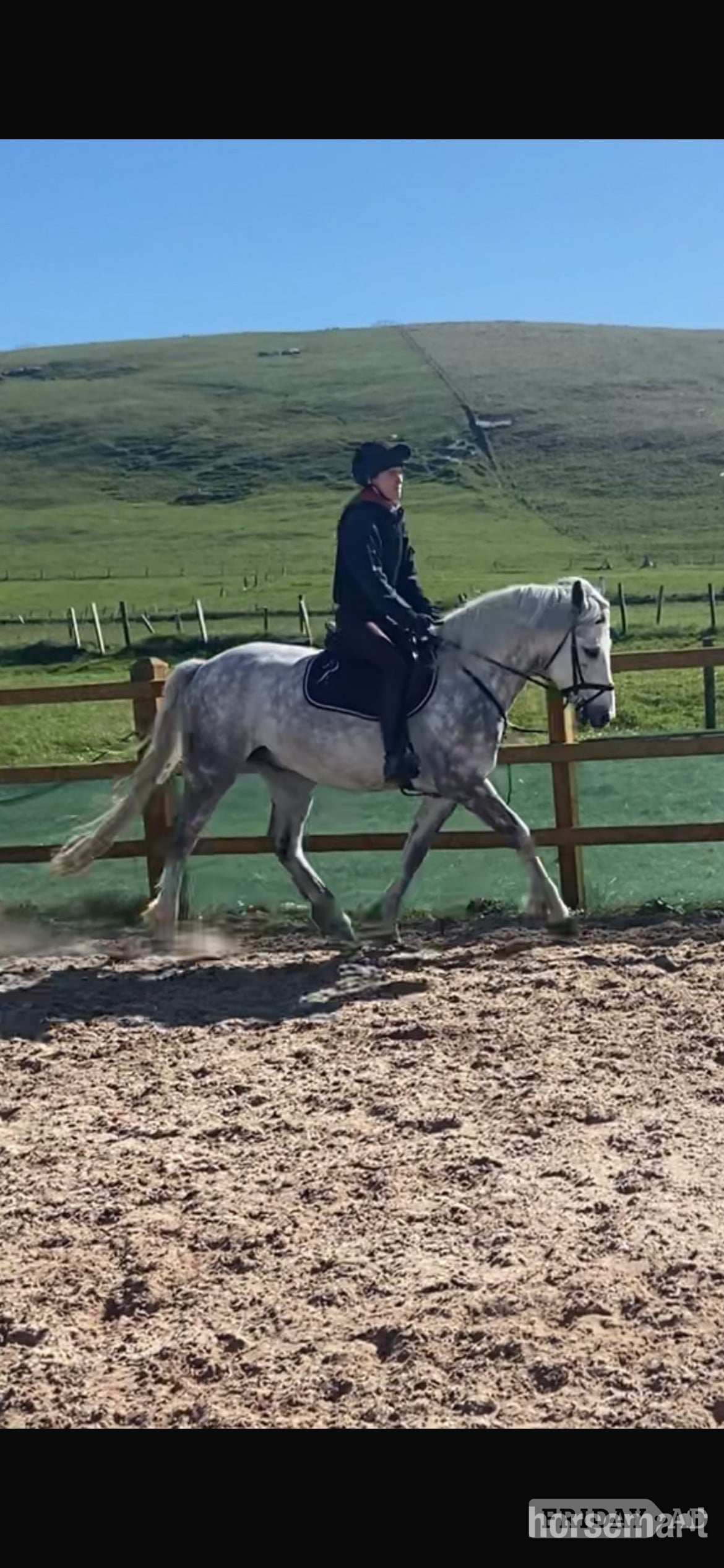 "Faf" Dapple Grey Gelding All Rounder