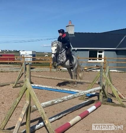 "Faf" Dapple Grey Gelding All Rounder in Ballina