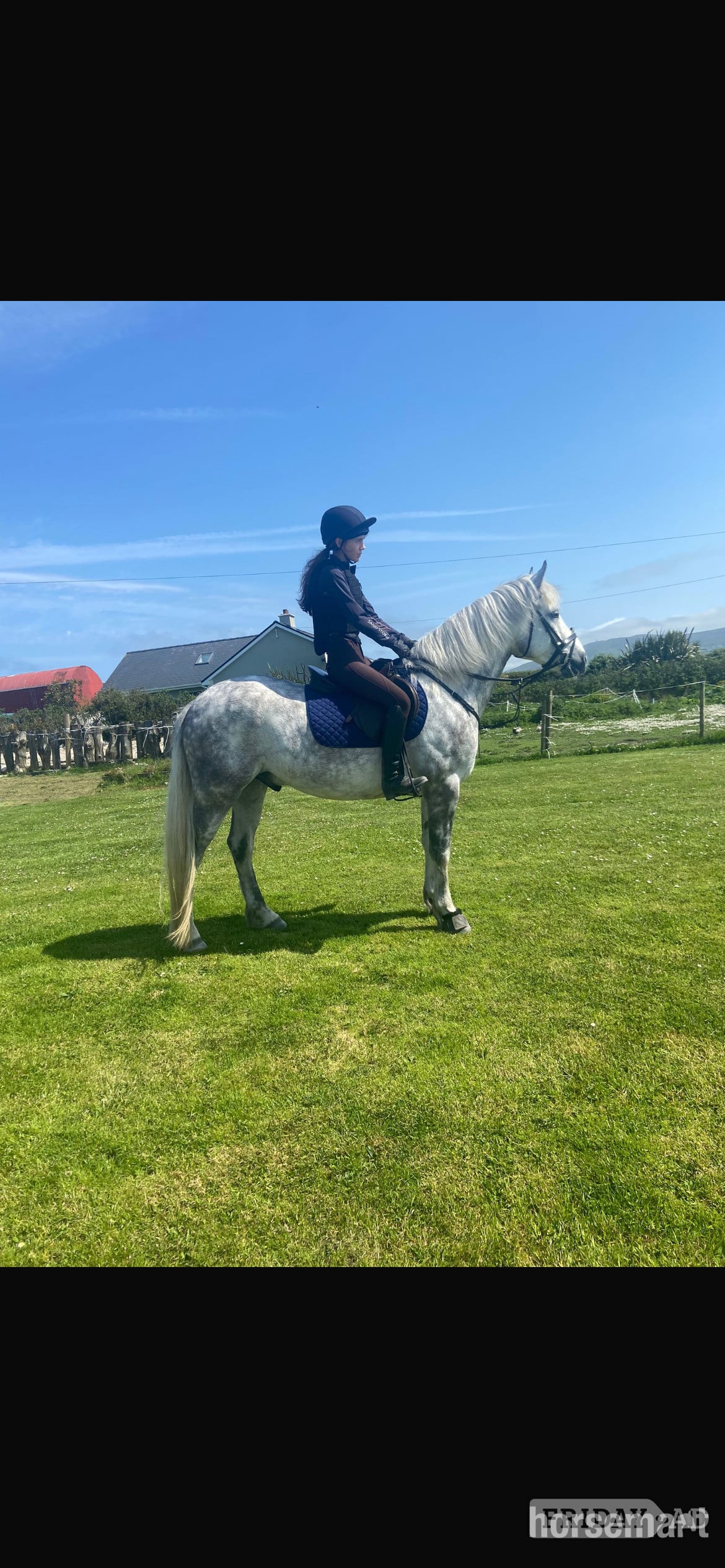 Ballina "Faf" Dapple Grey Gelding All Rounder