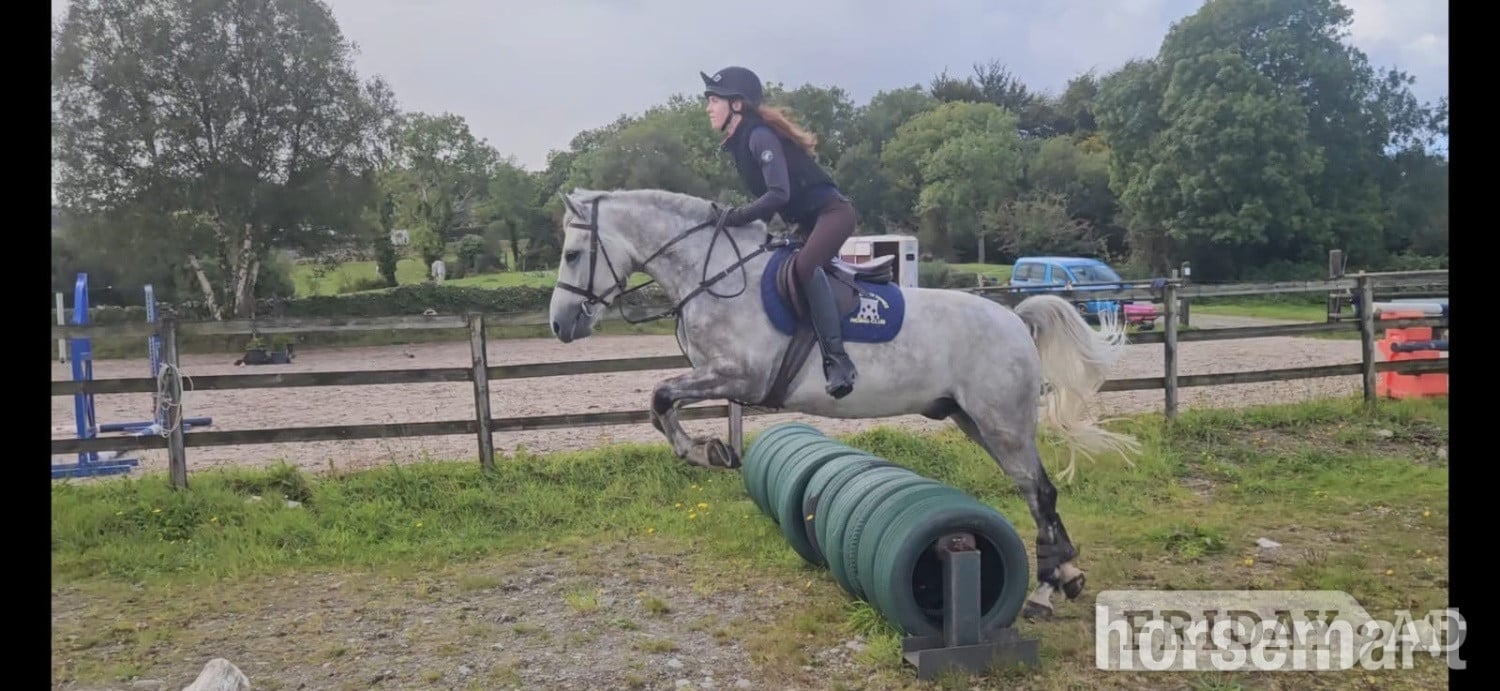 "Faf" Dapple Grey Gelding All Rounder - Horses in Ballina