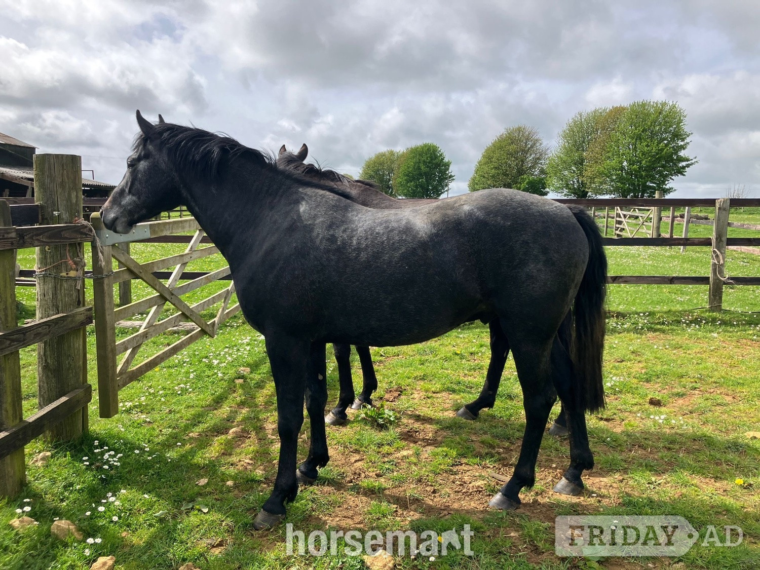 "Evening Exuberance " Steel Grey Gelding Young Sport Horse in Rugby