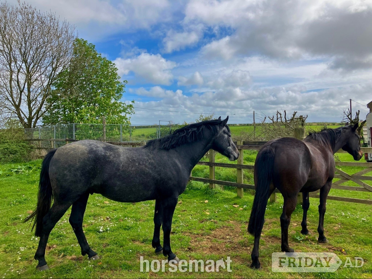 "Evening Exuberance " Steel Grey Gelding Young Sport Horse