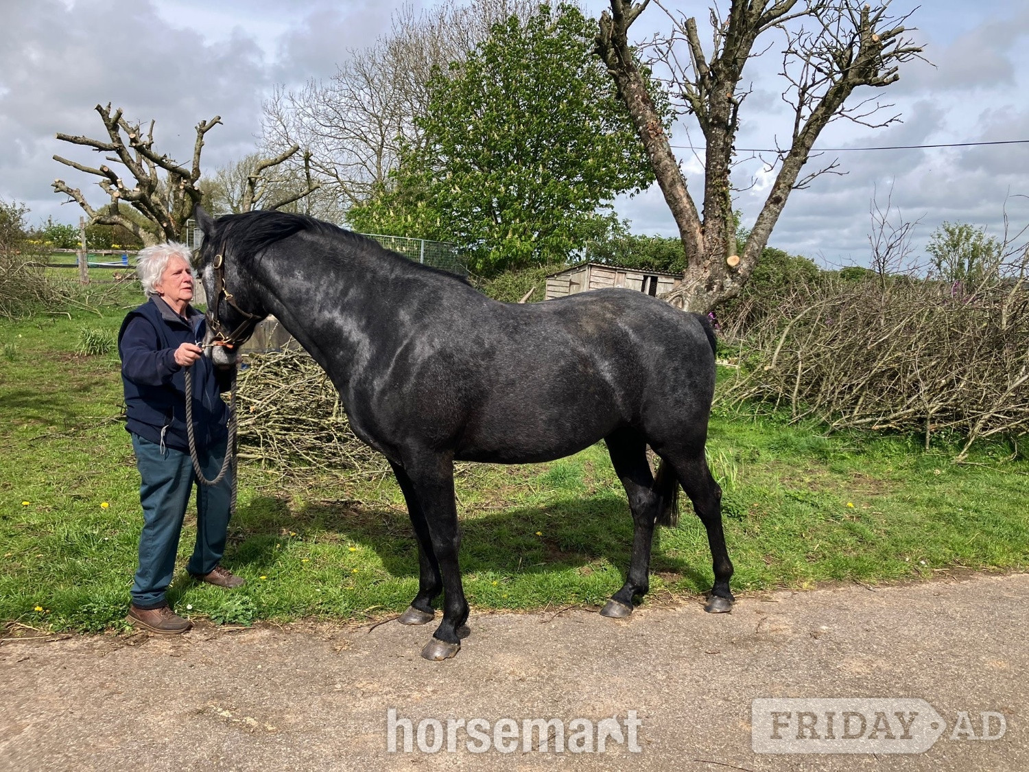 Rugby "Evening Exuberance " Steel Grey Gelding Young Sport Horse
