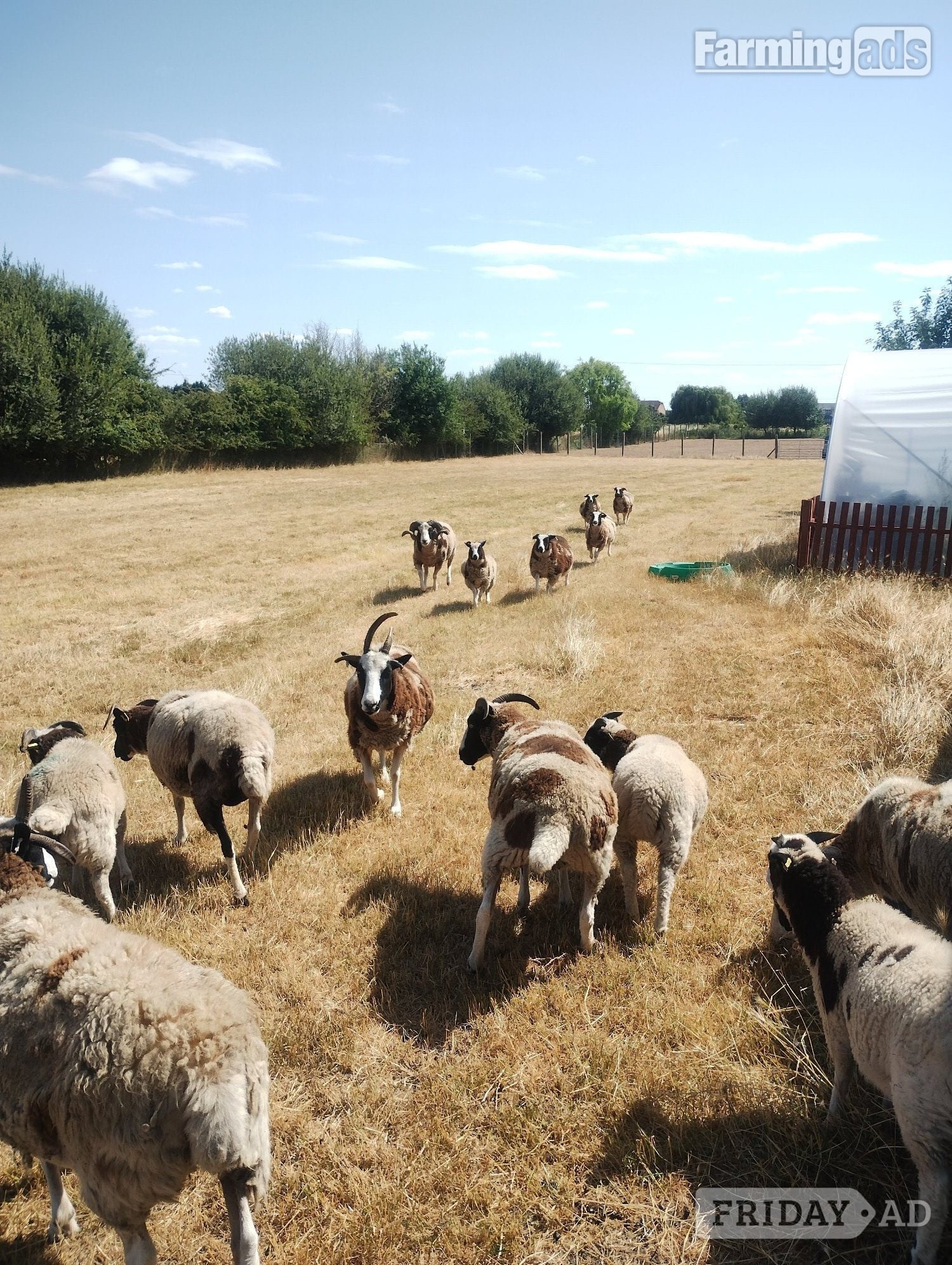 7 pure bred Jacobs sheep available in Ramsey St. Mary's