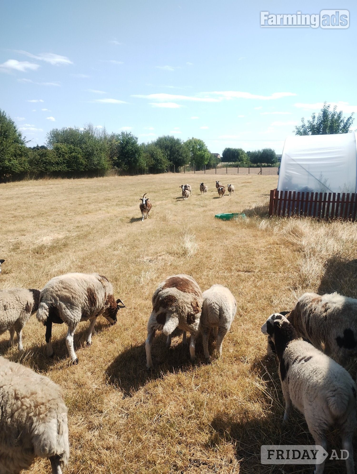 7 pure bred Jacobs sheep available