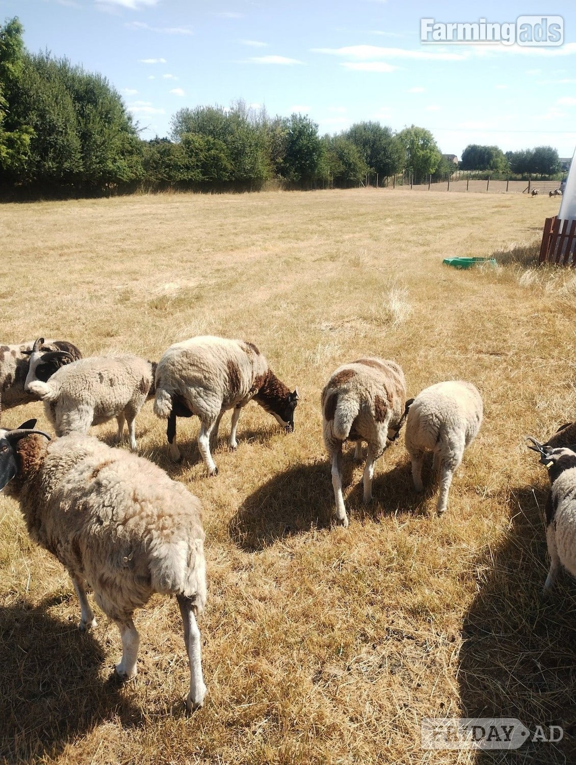 Ramsey St. Mary's 7 pure bred Jacobs sheep available