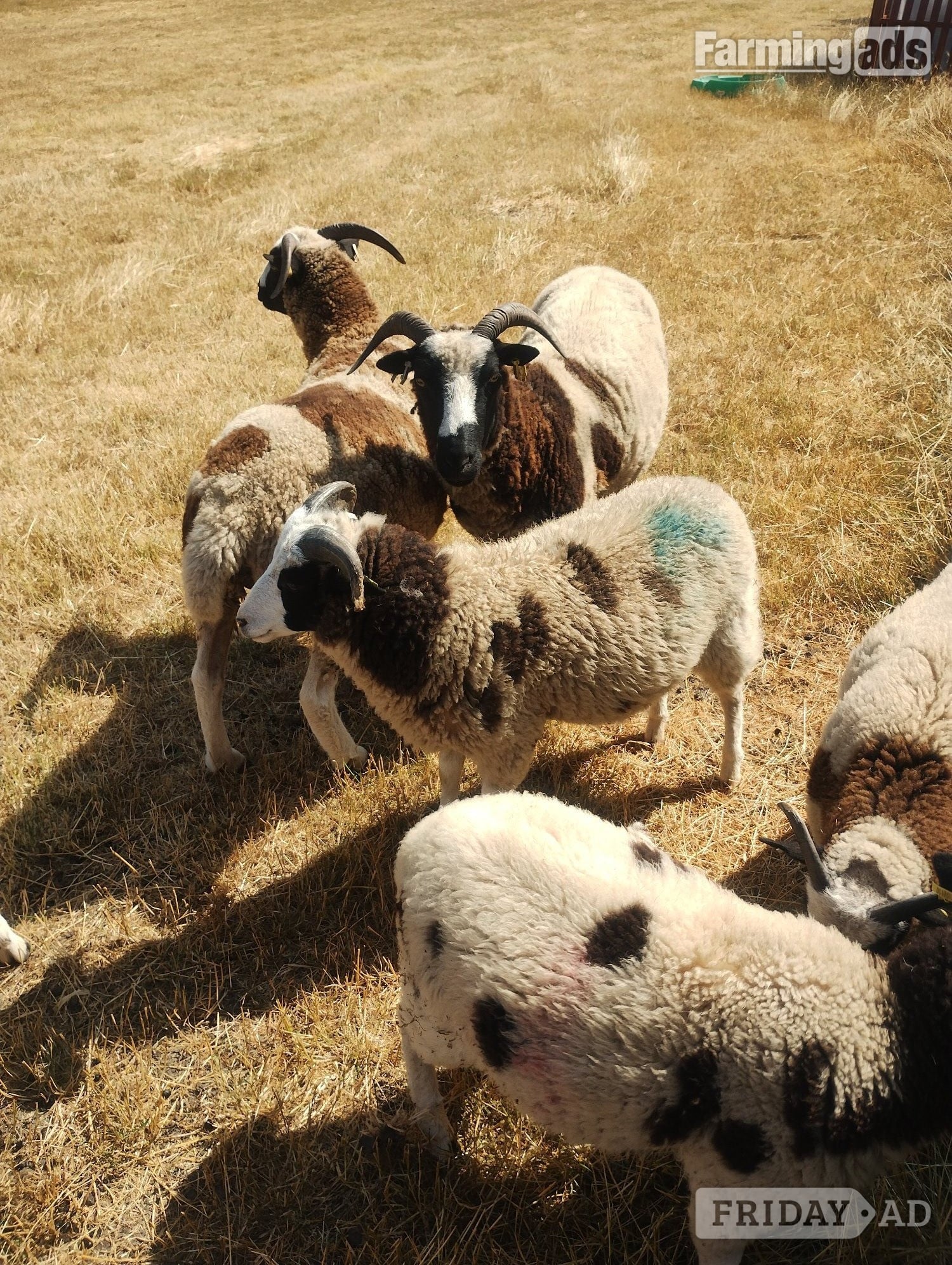 7 pure bred Jacobs sheep available - Livestock in Ramsey St. Mary's