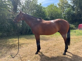 "William" Bay Gelding All Rounder
