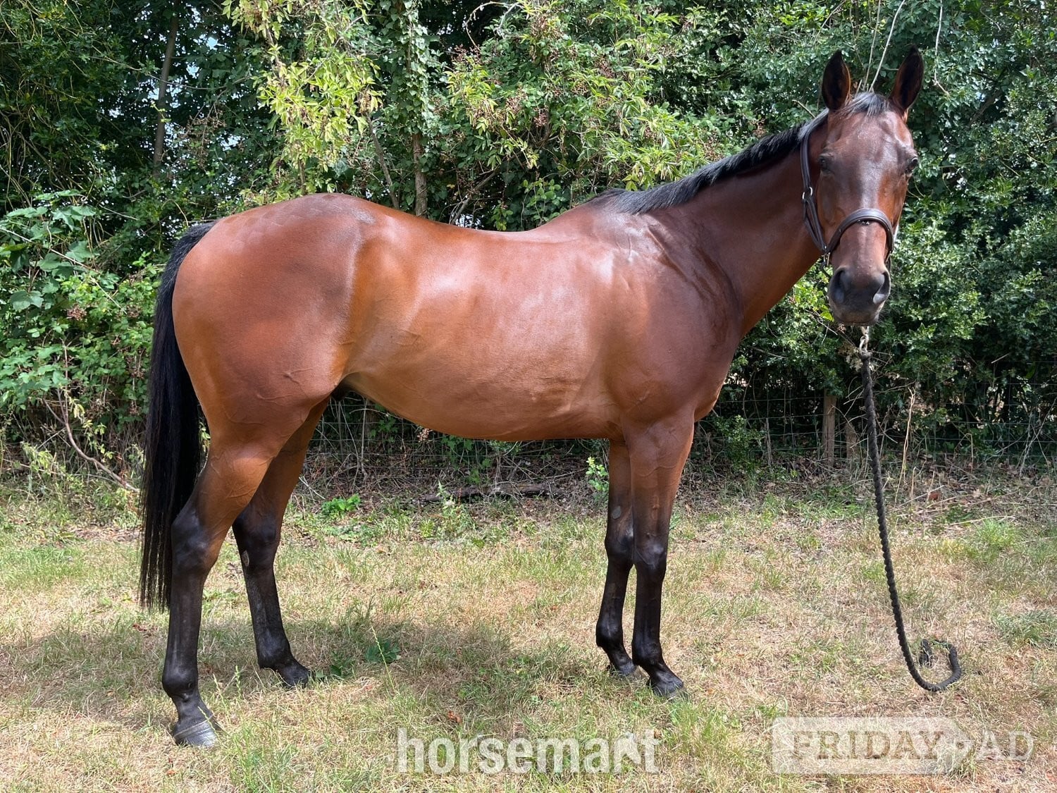"William" Bay Gelding All Rounder