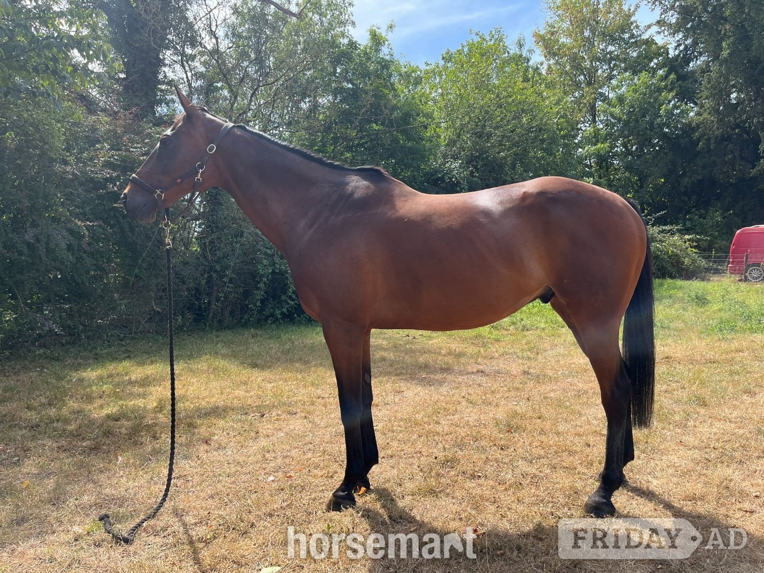 "William" Bay Gelding All Rounder in Frome
