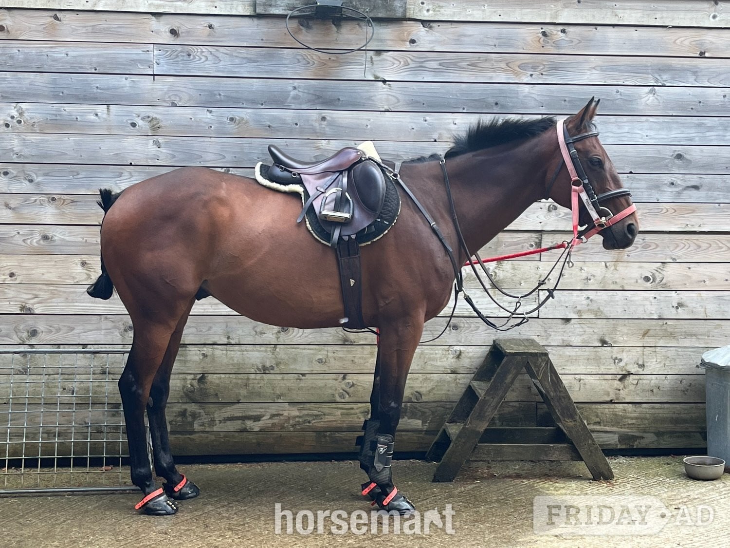 Frome "William" Bay Gelding All Rounder
