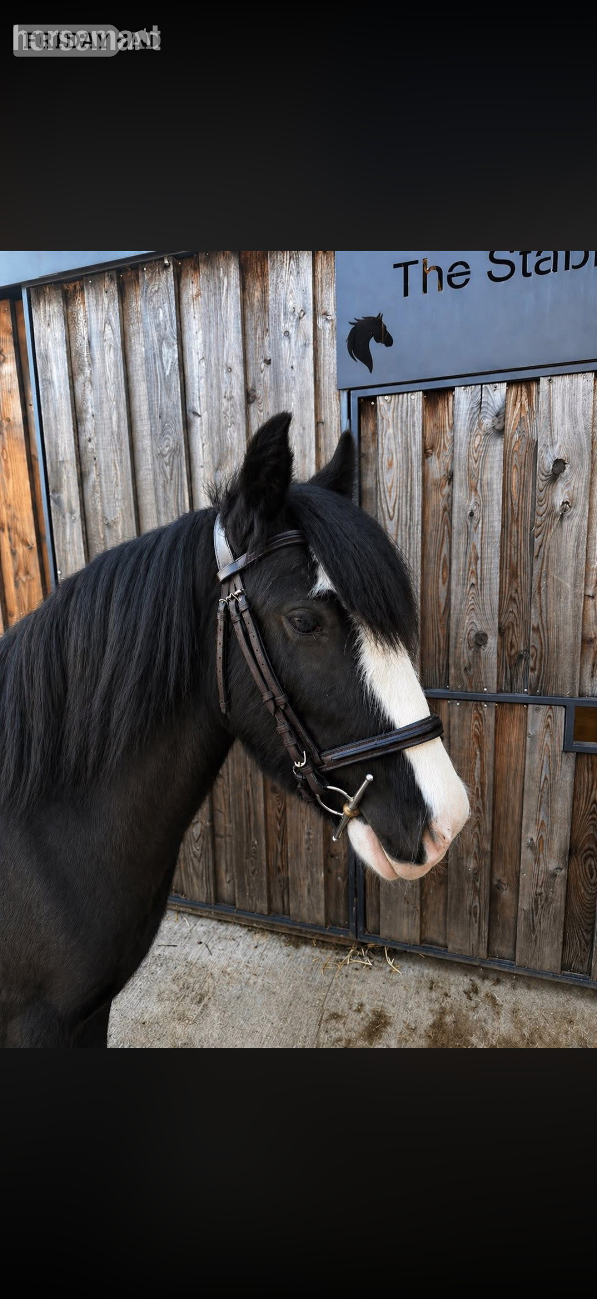"Tommy Tash " Black Gelding Lead Rein/First Ridden Pony