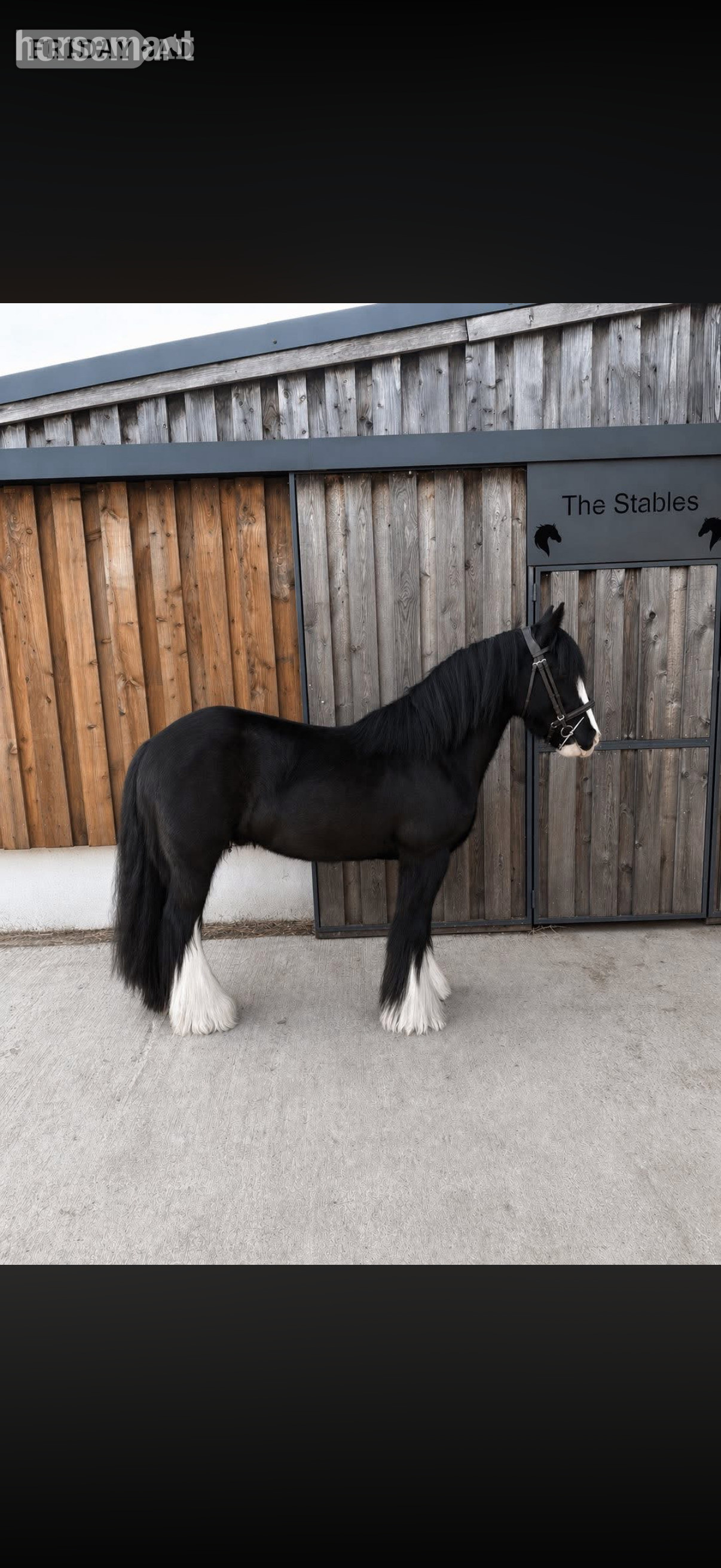 "Tommy Tash " Black Gelding Lead Rein/First Ridden Pony in Pembridge
