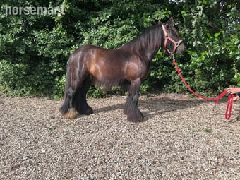 "Timmy"  Gelding Cob/Heavy Horse