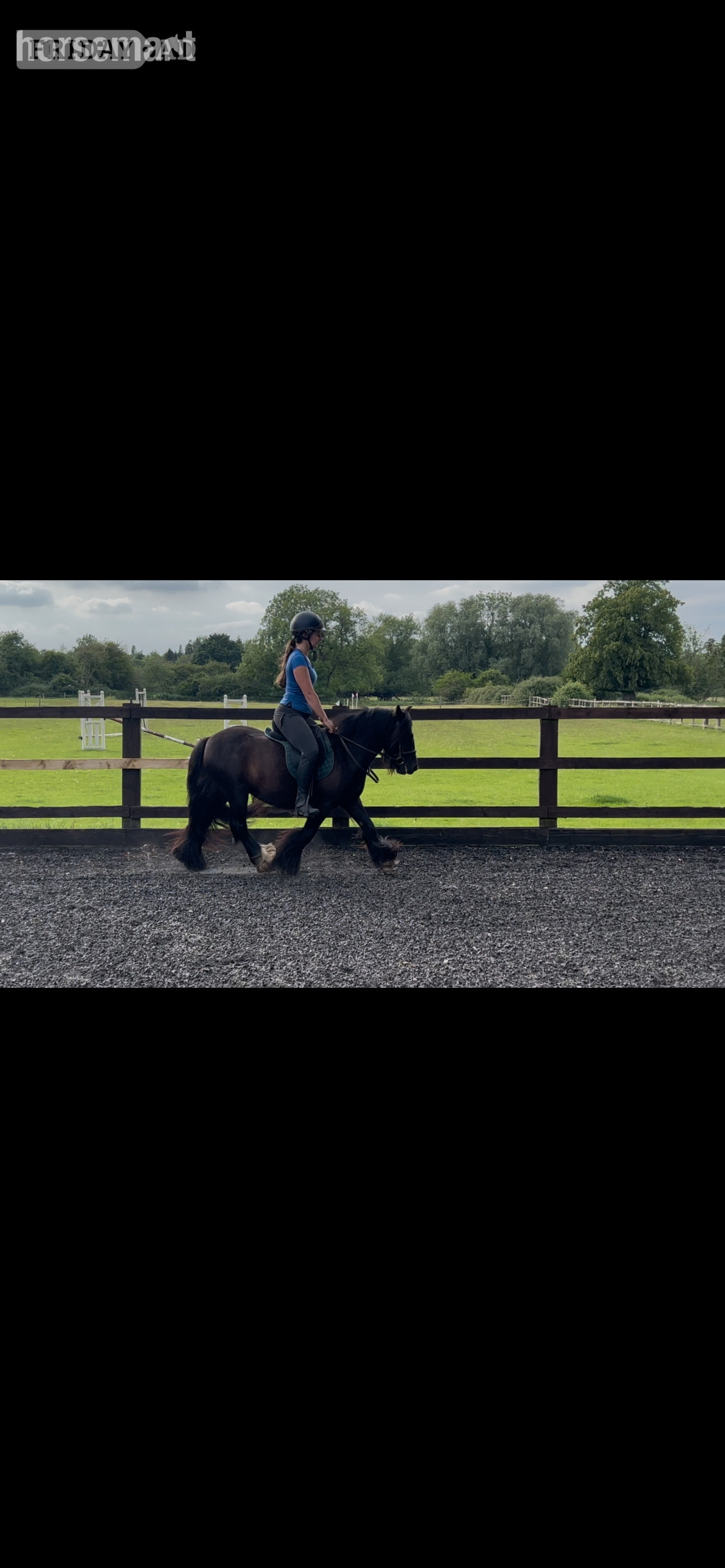Swindon "Timmy"  Gelding Cob/Heavy Horse