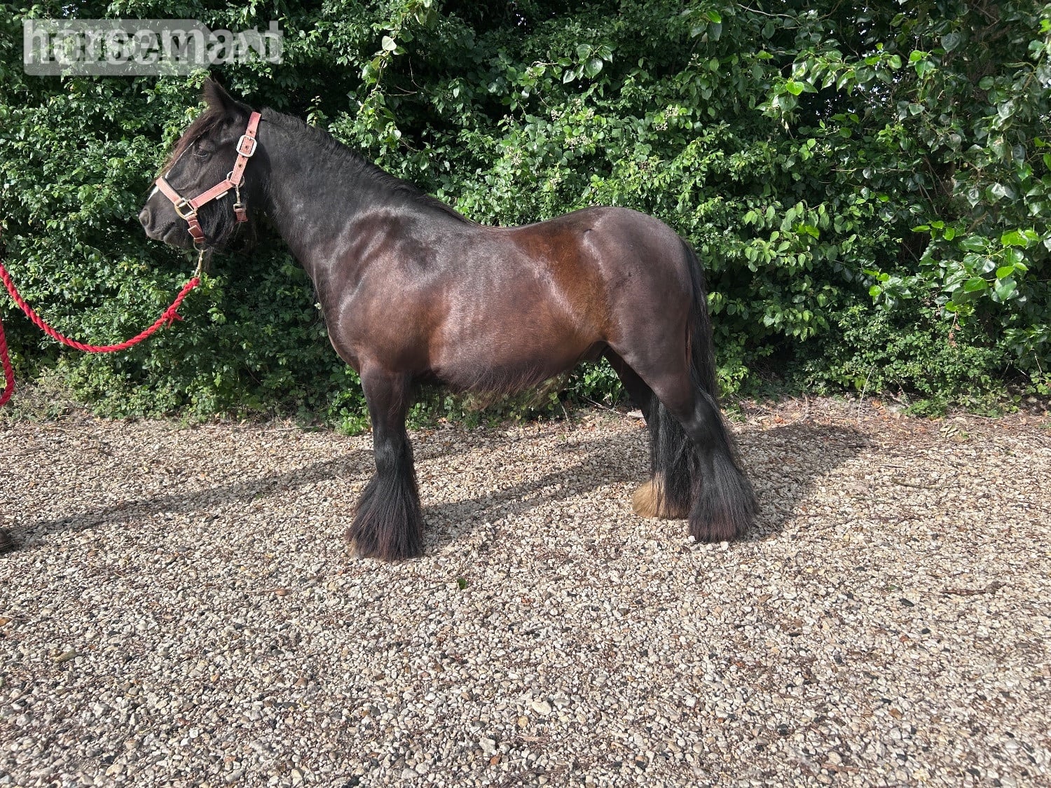 "Timmy"  Gelding Cob/Heavy Horse