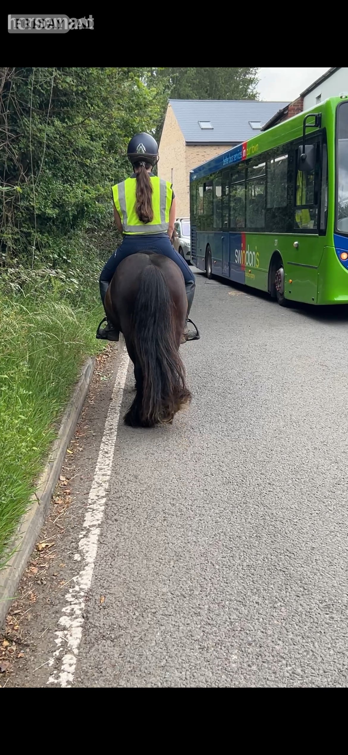 "Timmy"  Gelding Cob/Heavy Horse - Horses in Swindon