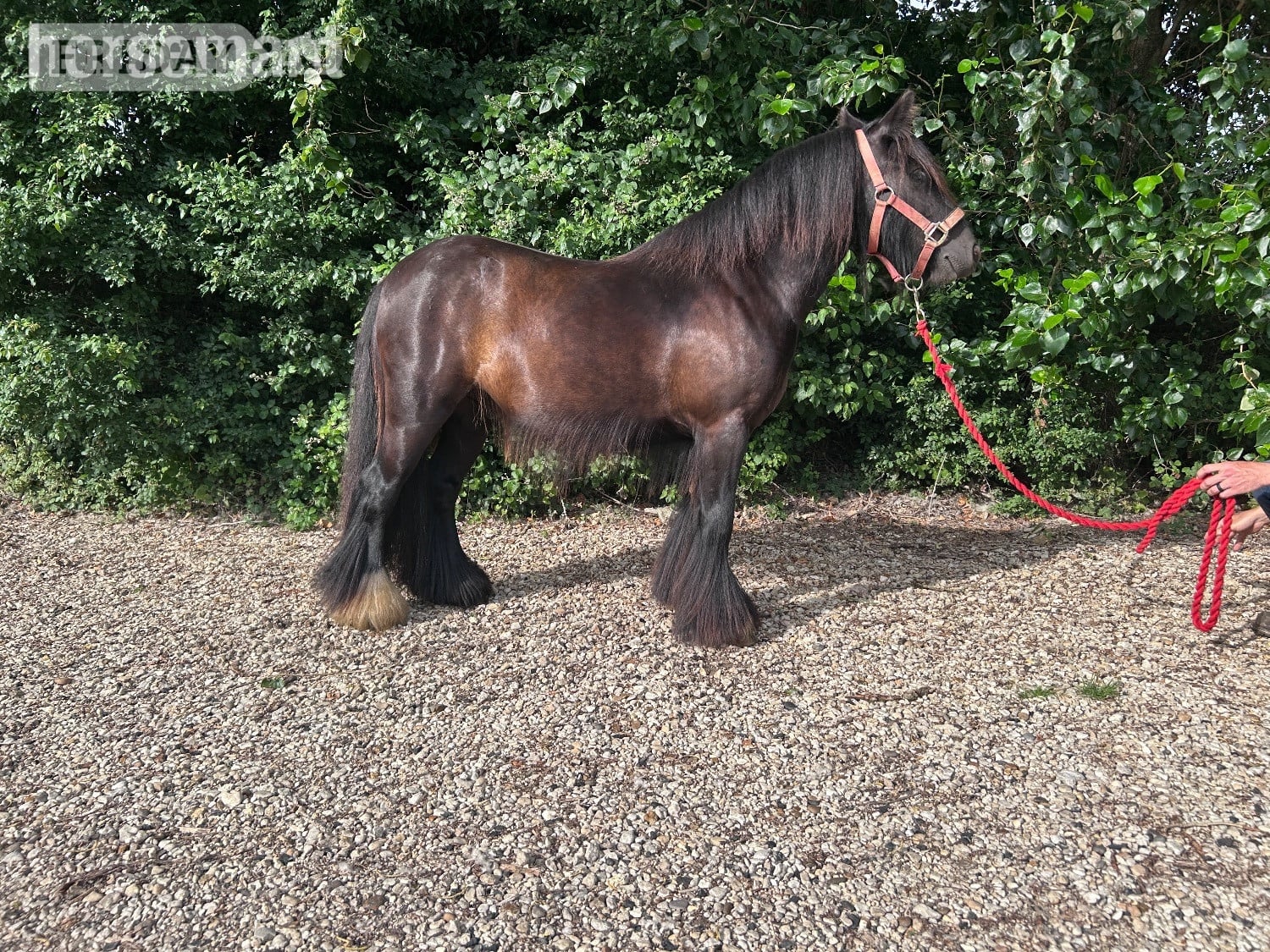 "Timmy"  Gelding Cob/Heavy Horse in Swindon