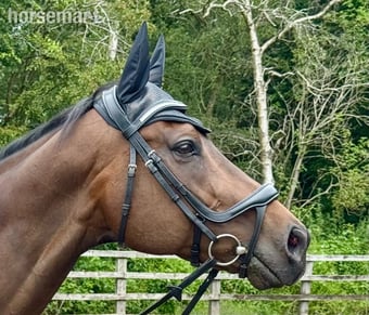 "Max" Bay Gelding All Rounder