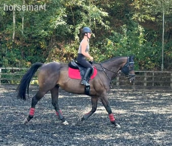 "Max" Bay Gelding All Rounder