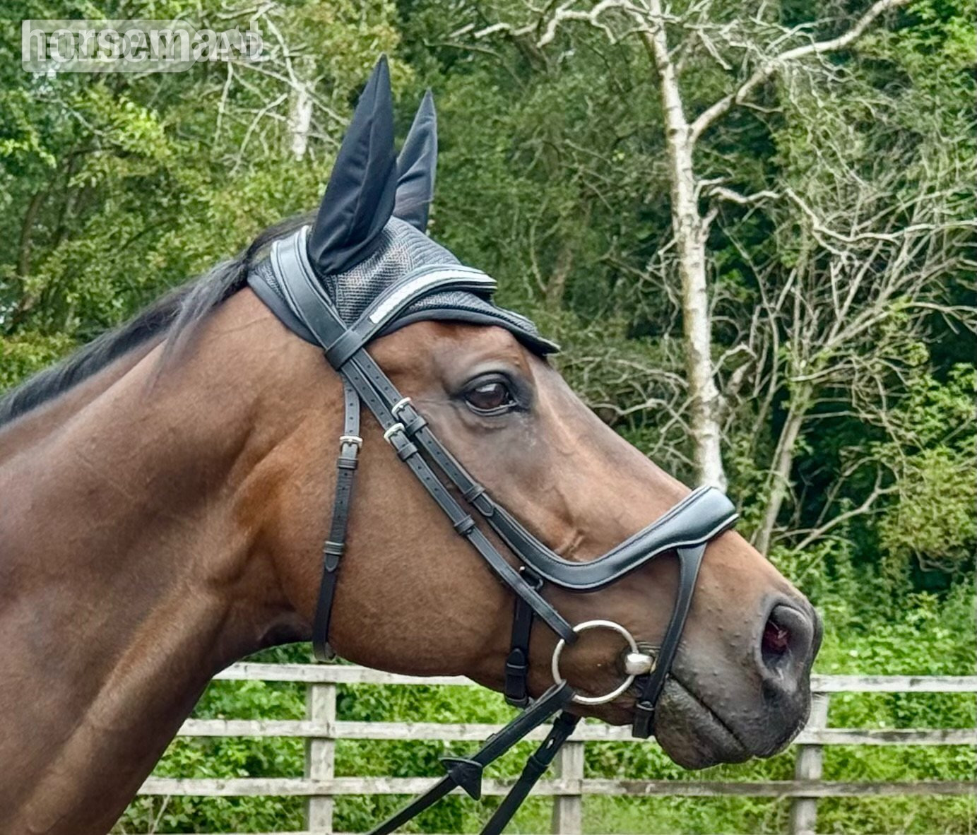 "Max" Bay Gelding All Rounder in Blakedown