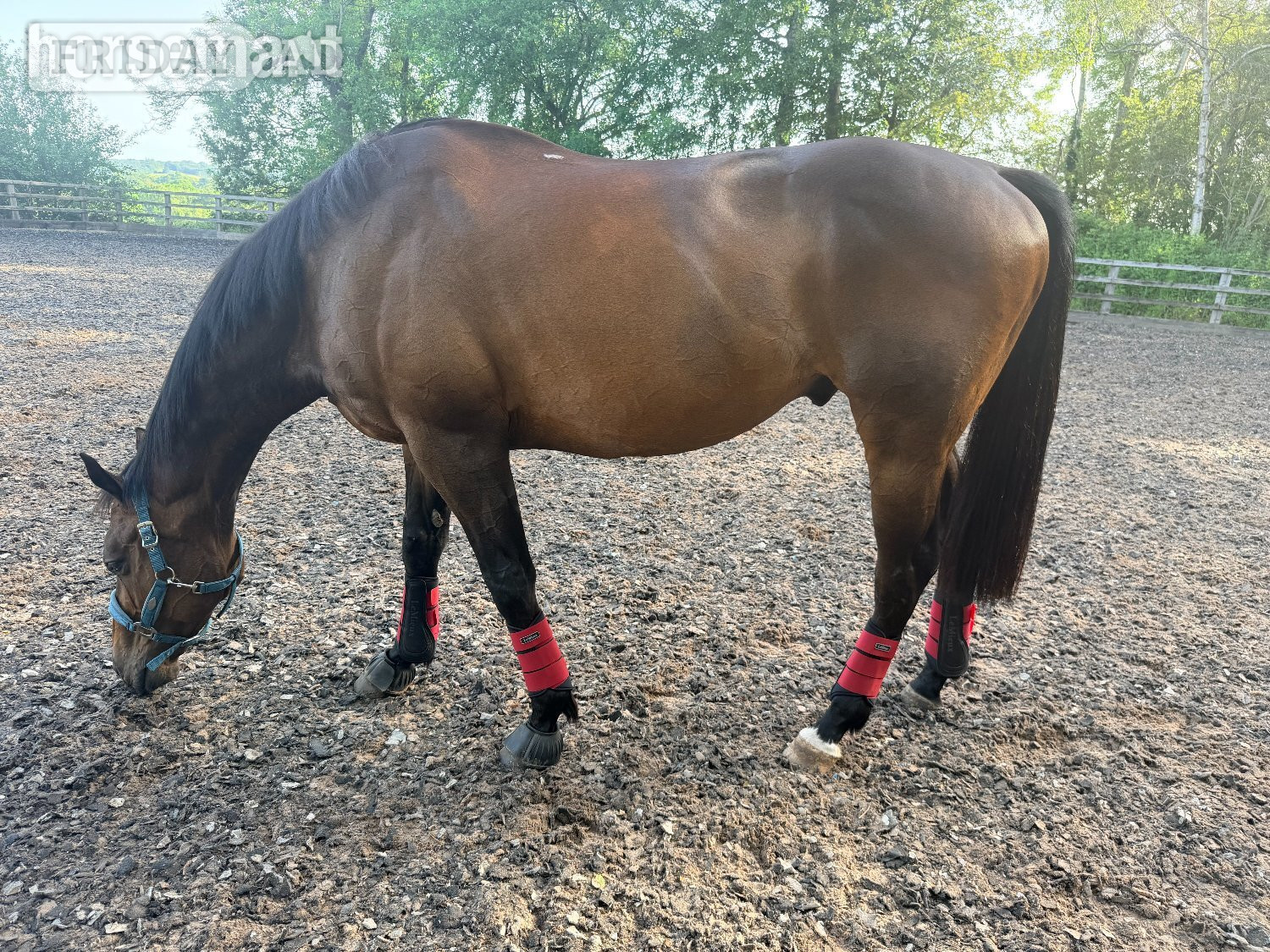 "Max" Bay Gelding All Rounder