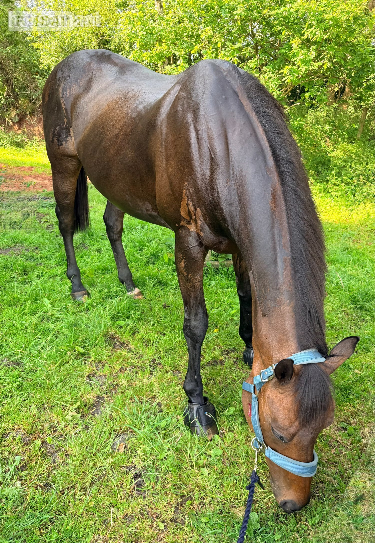Blakedown "Max" Bay Gelding All Rounder
