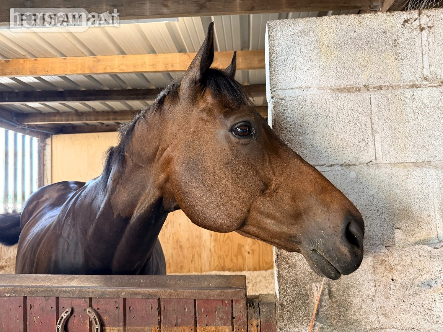 "Max" Bay Gelding All Rounder - Horses in Blakedown