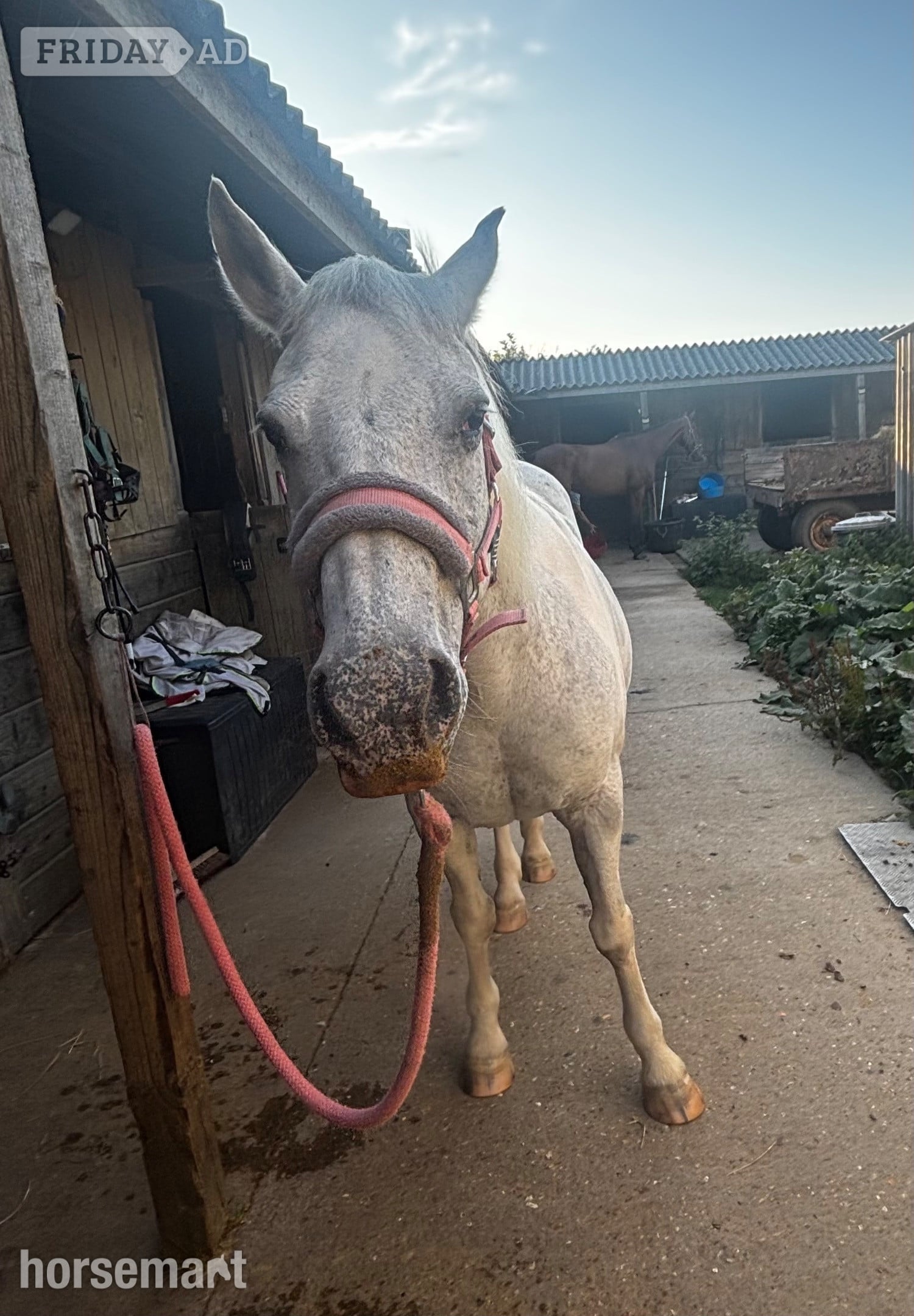 "Harmony"  Mare All Rounder in Weymouth