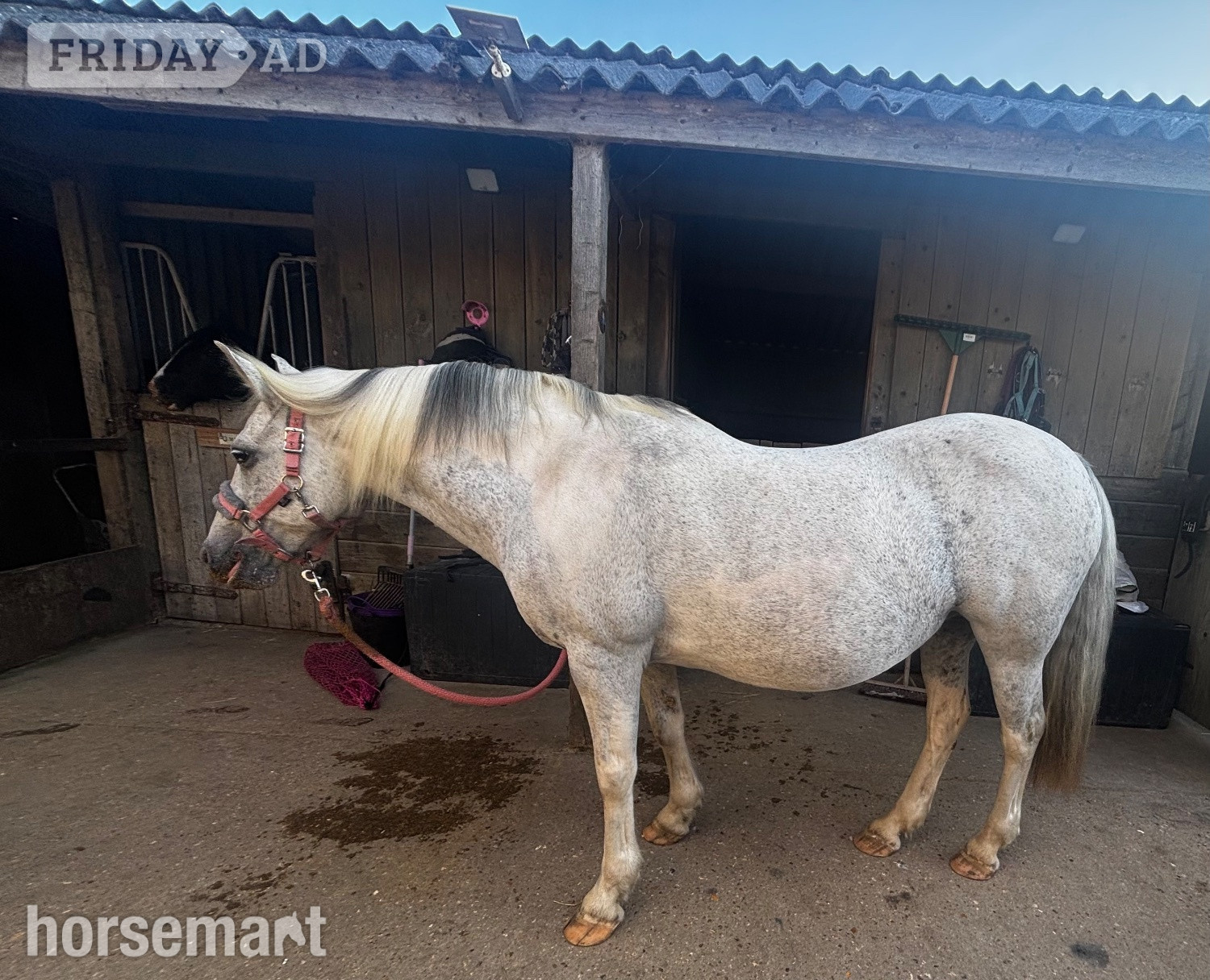 "Harmony"  Mare All Rounder