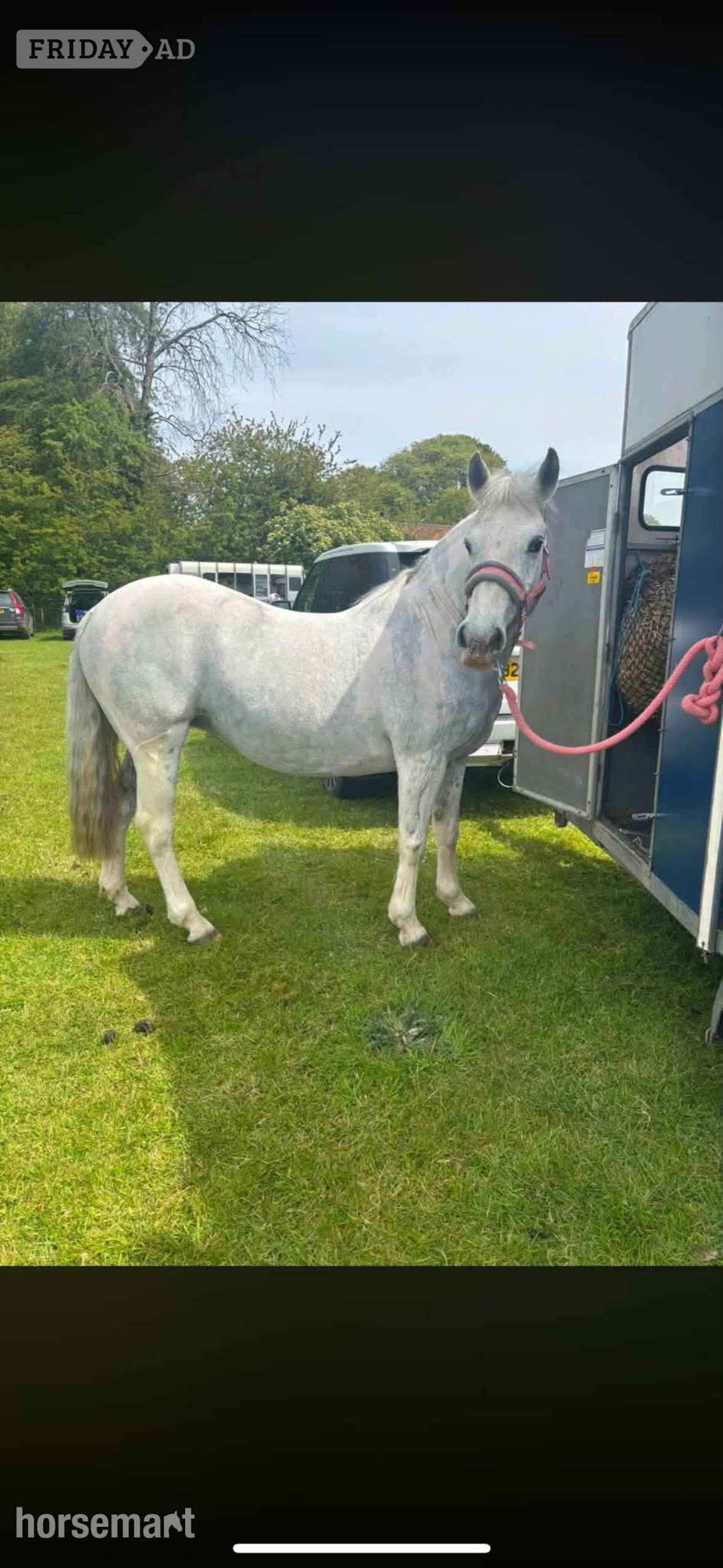 Weymouth "Harmony"  Mare All Rounder