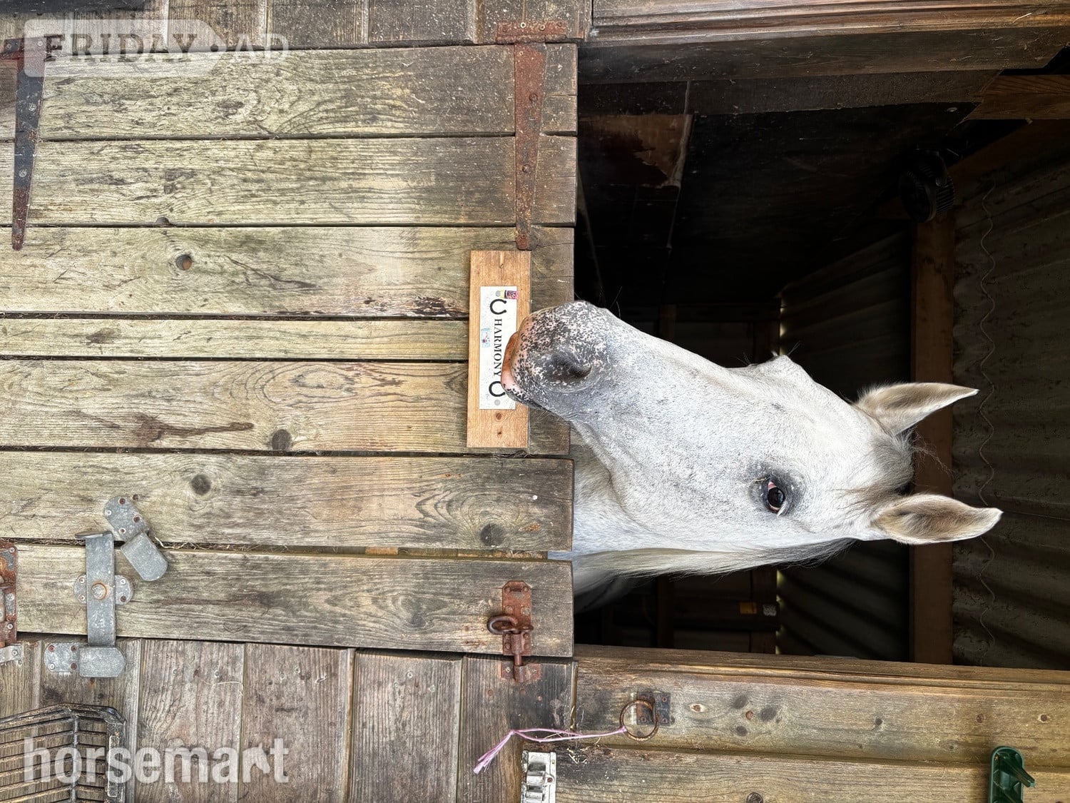 "Harmony"  Mare All Rounder - Horses in Weymouth
