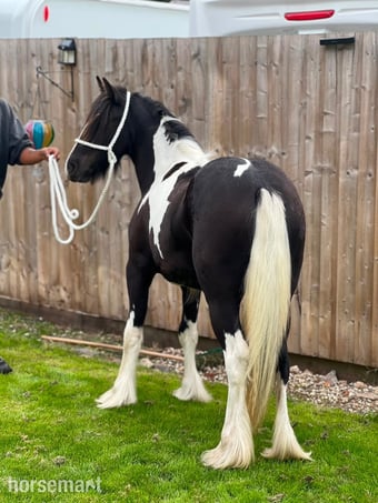 "THEOAKS PRETTY DIAMOND " Coloured Filly Cob/Heavy Horse