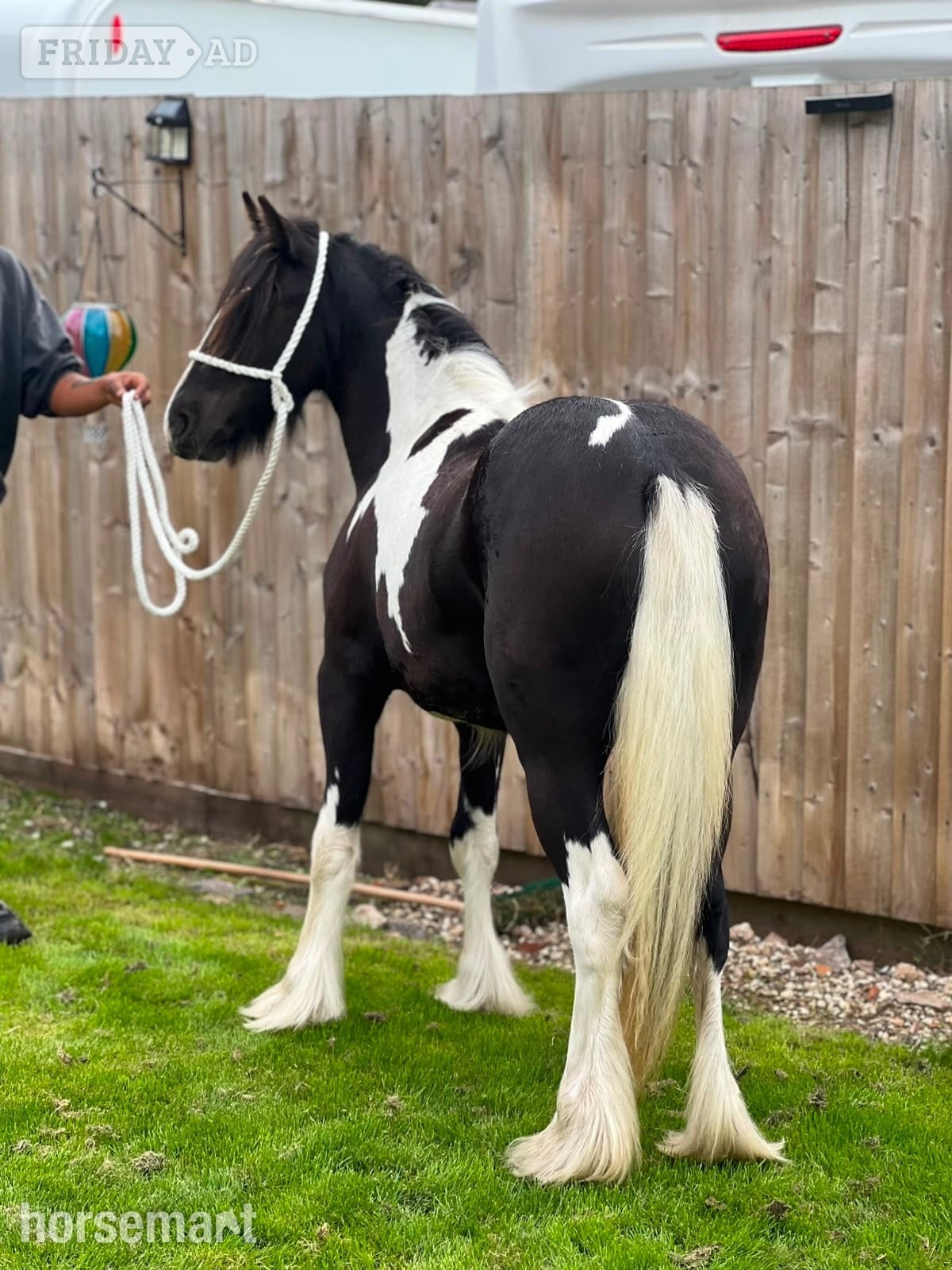 "THEOAKS PRETTY DIAMOND " Coloured Filly Cob/Heavy Horse in Cannock