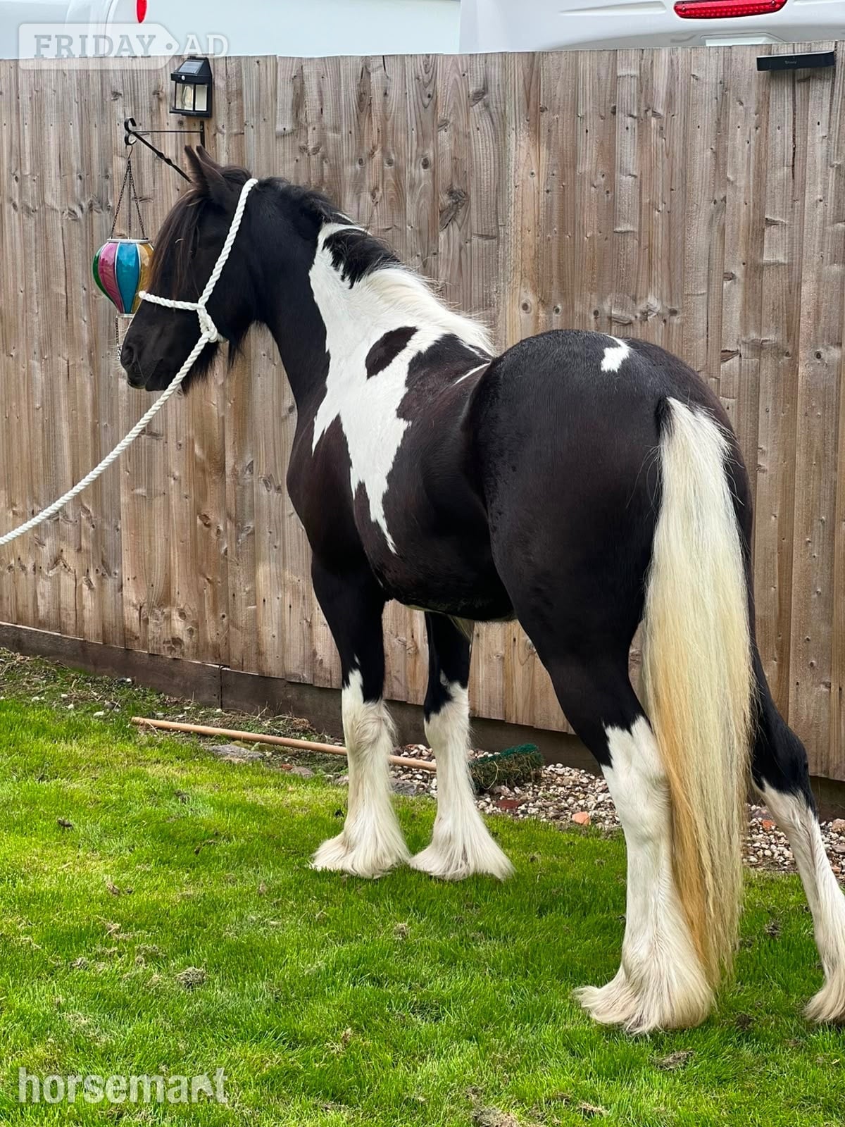 "THEOAKS PRETTY DIAMOND " Coloured Filly Cob/Heavy Horse
