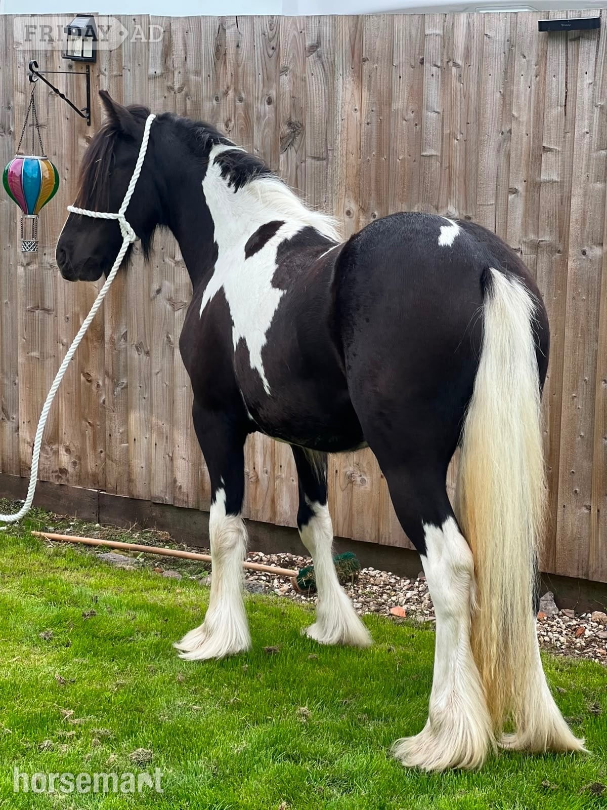 Cannock "THEOAKS PRETTY DIAMOND " Coloured Filly Cob/Heavy Horse