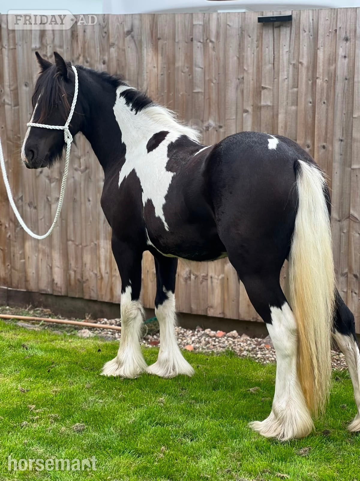 "THEOAKS PRETTY DIAMOND " Coloured Filly Cob/Heavy Horse - Horses in Cannock